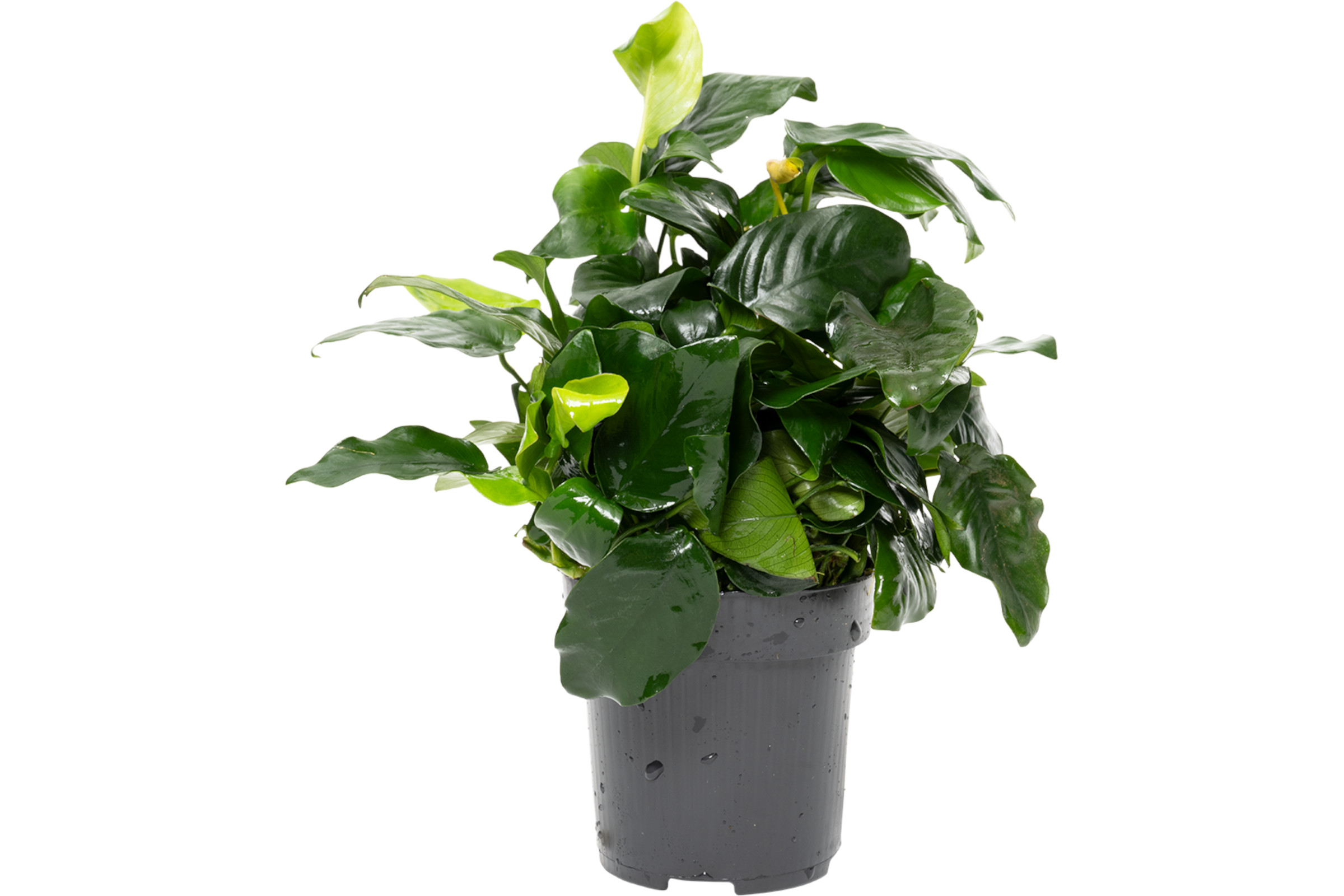 Zwergspeerblatt, Anubias nana,  XXL Topf, Mutterpflanze